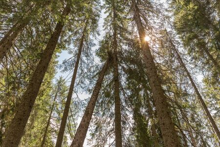 Trees seen from belowの写真素材