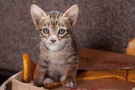 curious young kitten looking over a boxの写真素材