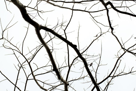 Dry twigsの写真素材
