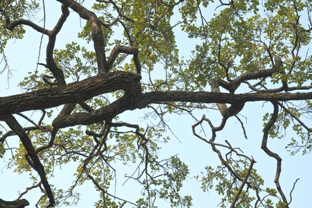 tree branches on blue sky background 