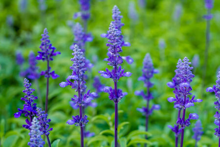 Lavender Flowersの写真素材