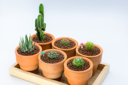 Potted green cactusの写真素材