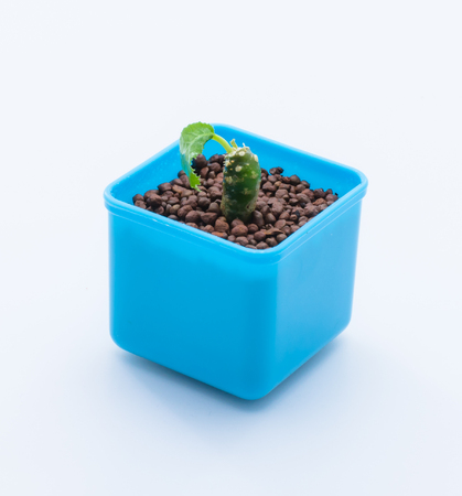 Cactus desert plantの写真素材