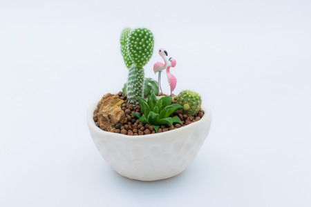 Miniature succulent plants in clay potの写真素材