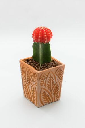 Colorful cactus flower in red in flower pot on isolated backgroundの写真素材