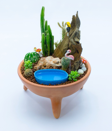 Cactus desert plantの写真素材