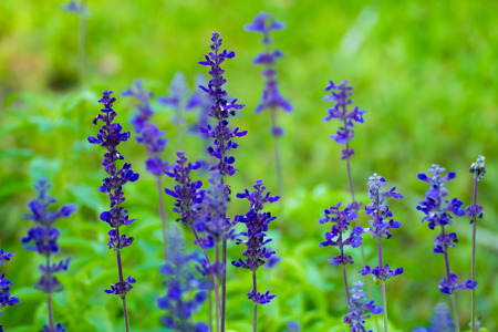 Gardens with the flourishing lavender (purple)の写真素材