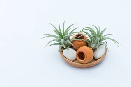 Bromeliad in potの写真素材