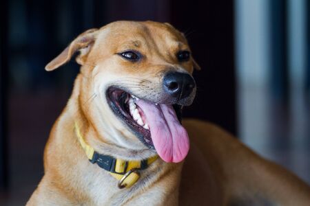 Dog Close Up Portraitの写真素材