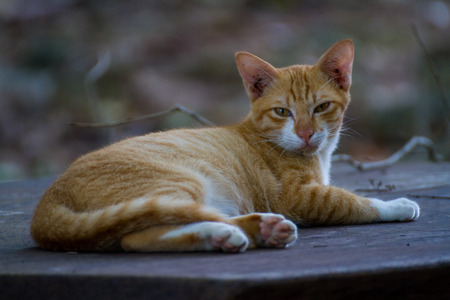 A cat is staring at something.の写真素材