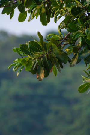 branch tree foregroundの写真素材