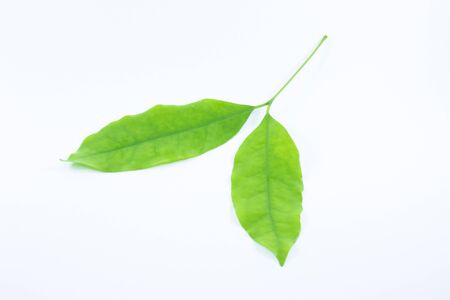 Green tree leaves isolated on white backgroundの写真素材
