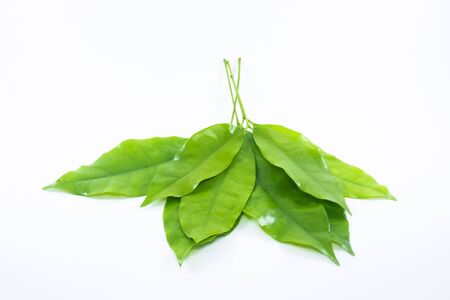 Green tree leaves isolated on white backgroundの写真素材