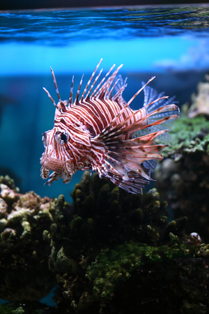 the tropical fish floats in the aquariumの写真素材