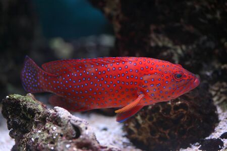 the color fish in an aquarium の写真素材