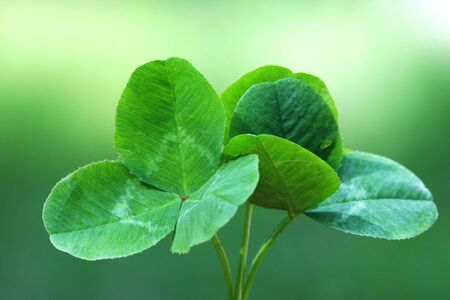Three leaves spring clover on a green background