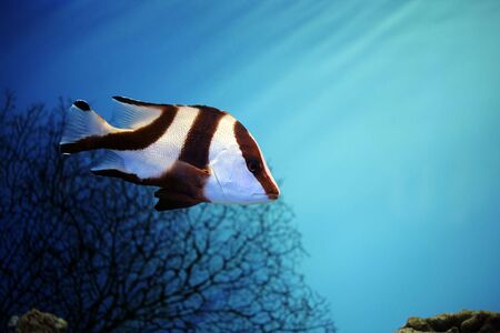 the tropical fish floats in the aquariumの写真素材