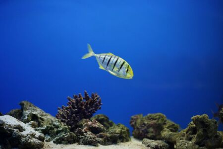 Fish in an aquarium with blue waterの写真素材