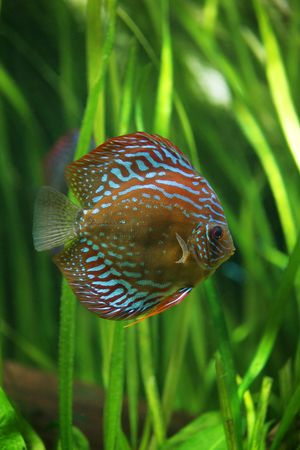 Multi-coloured Diskus against green plants in an aquariumの写真素材