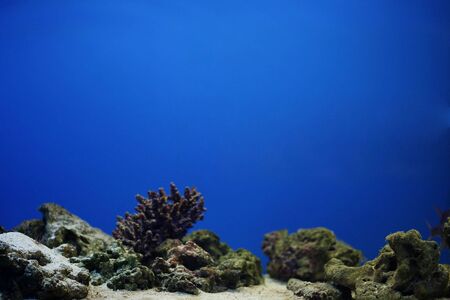 aquarium with blue water without any fishesの写真素材