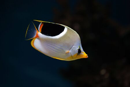 Tropical fish in aquarium - Saddleback Butterflyfish, Chaetodon ephippium の写真素材