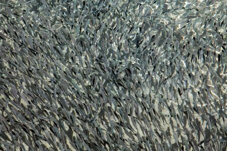 school small fishes on a water surface