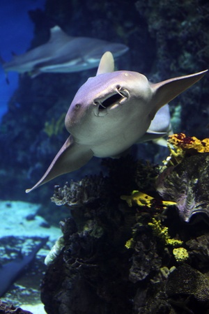 Sharks swim near a reef