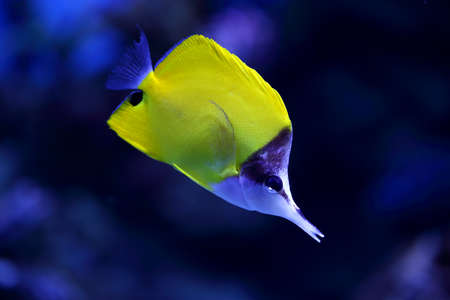 yellow tropical fish swims in aquariumの写真素材