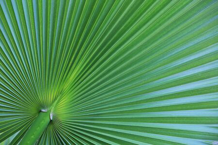 fragment of a green palm leaf closeup as backgroundの写真素材