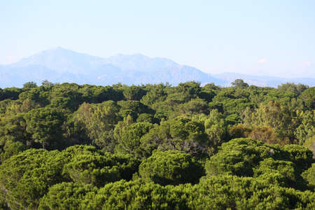 landscape, green forest and high mountains in the backgroundの写真素材