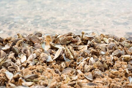 Mussel shells lie on the seashoreの写真素材