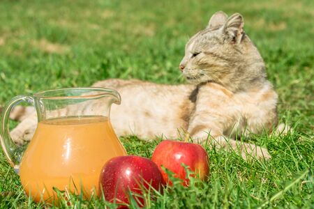 natural freshly squeezed apple juice in a decanter, apples are lying next to it, in the background a contented catの写真素材