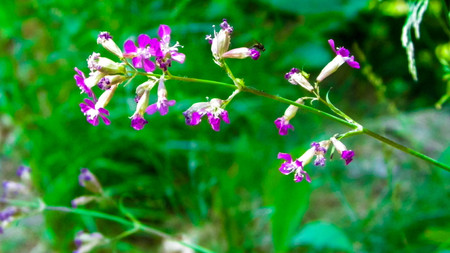 Close up of pink flower. Summer nature in Poland, Tuchola Forest Region.の写真素材
