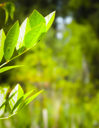 Close up of bush and it's green leaves. Flora of Tuchola Forest region in Poland. Nature background, summer. Copy space.の写真素材