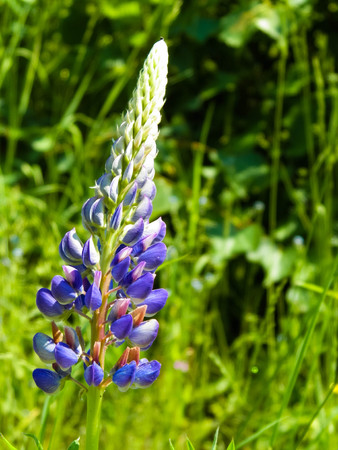 Close up of blue lupine flower ( Lupinus L. ). Polish nature, summer time.の写真素材