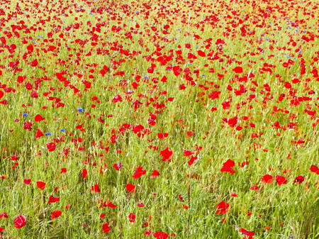 Meadow full of poppy flowers as nature background. Agriculture concept.の写真素材