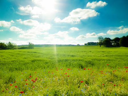 Idylic view of meadow with poppy flowers in sunny day. Typical Polish nature in countryside. Summer time, agriculture concept.の写真素材