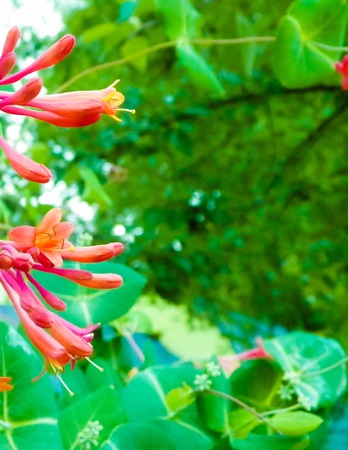 Close up of pink honeysuckle (Lonicera L.) flowers. Polish nature in summer, floral and gardening concept. Copy space, nature background.の写真素材