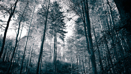 Autumnal forest landscape. Mysterious, dark forest, abstract background. BW gray filter toned.の写真素材