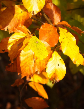 Close up of autumnal leaves. Gold, autumnal colors of nature as background.の写真素材