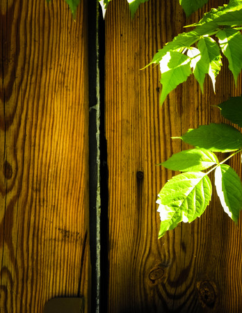 Green leaves on wooden background. Nature background, gardening concept, copy space.の写真素材