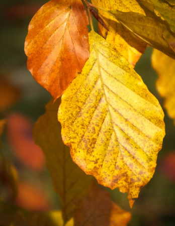 Close up of autumnal leaves. Gold, autumnal colors of nature as background.の写真素材