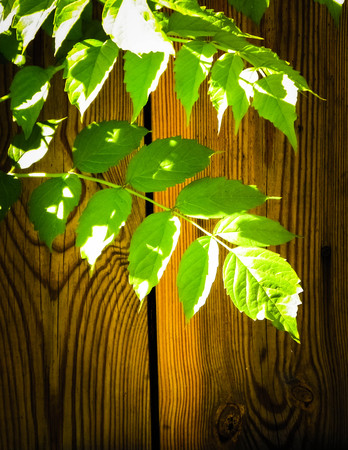 Green leaves on wooden background. Nature background, gardening concept, copy space.の写真素材