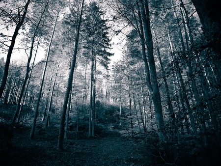 Autumnal forest landscape. Mysterious, dark forest, abstract background. BW gray filter toned.の写真素材