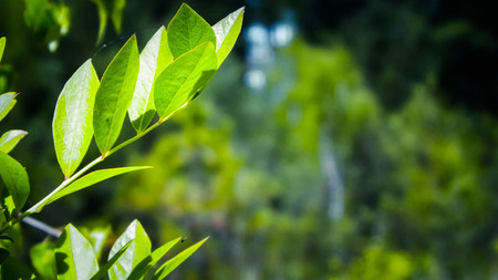 Close up of bush and it's green leaves. Flora of Tuchola Forest region in Poland. Nature background, summer. Copy space.の写真素材