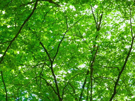 Forest trees as nature background. Branches with green leaves, Polish nature in summer time, copy space.の写真素材