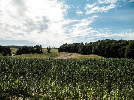 Landscape of corn field, and blue sky as a background. Nature and agriculture concept.の写真素材