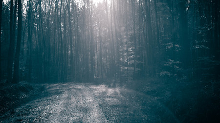 Mysterious autumnal forest landscape. Nature concept. BW dark filter toned.の写真素材