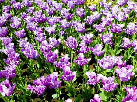Pink tulips as nature background. Summer time.の写真素材