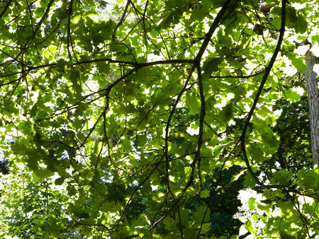 Forest trees as nature background. Branches with green leaves, Polish nature in summer time, copy space.の写真素材